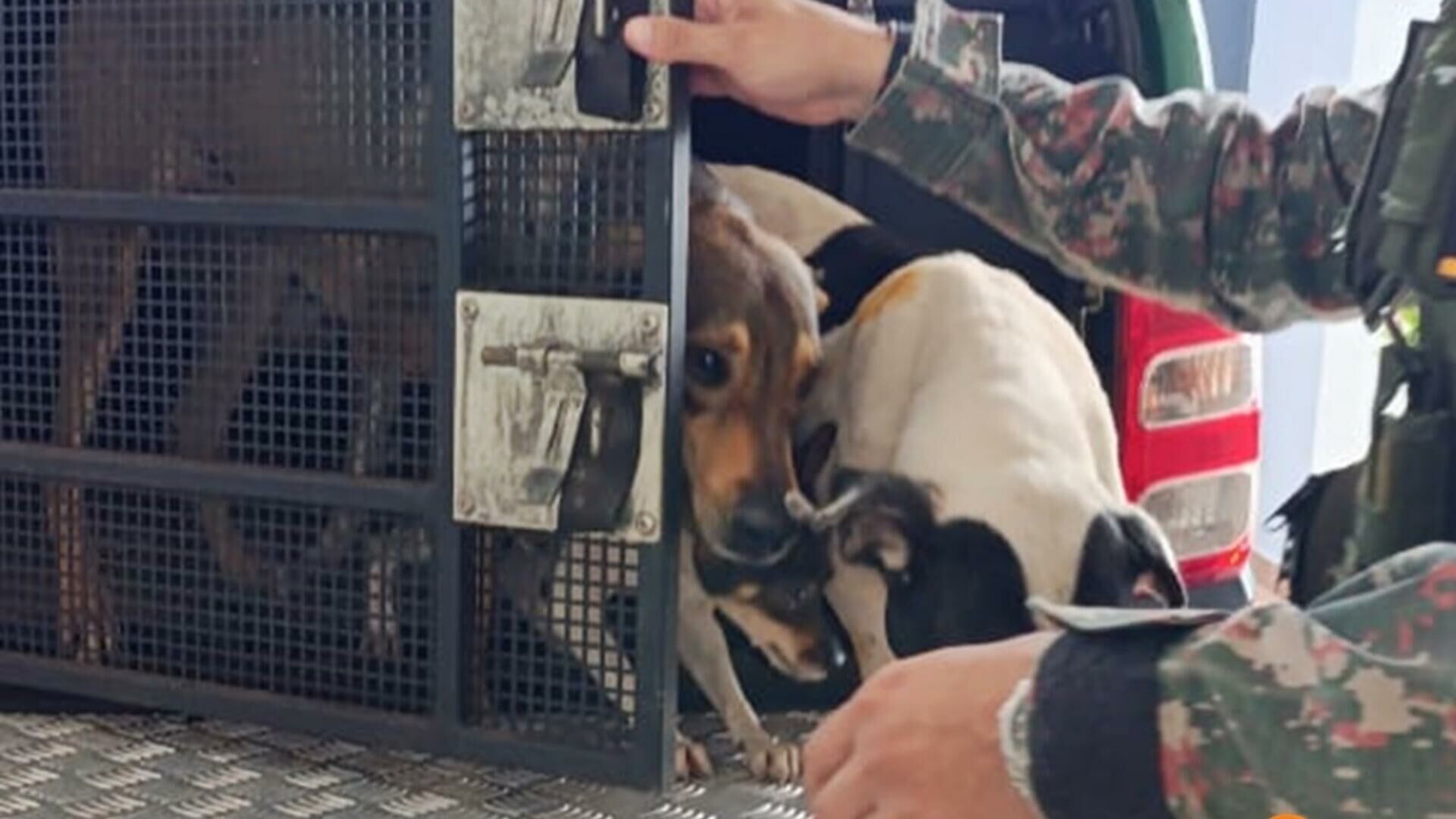 Imagem de compartilhamento para o artigo Morador é multado por maus-tratos após abandonar 5 cães amarrados sem água e comida em Coxim da MS Todo dia